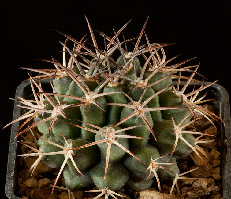 Gymnocalycium schickendantzii P 17c